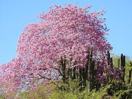 Image result for Handroanthus sp. near impetiginosus