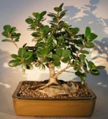 Maybe you would like to learn more about one of these? Ginseng Ficus Bonsai Treeroot Over Rock Style Ficus Retusa