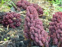 Image result for Sarcophyte piriei