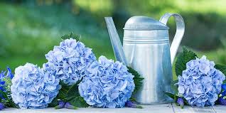 It can portray heartfelt, honest emotions of what does a blue hydrangea mean? 6 Facts You Didn T Know About Hydrangeas The Flower Diaries