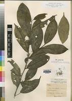 Image result for Leptaulus