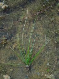 Image result for Isoetes welwitschii