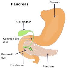 Exocrine pancreatic cancer is very rare in dogs (<0.5% of all cancers) and uncommon in cats. Pancreatitis Wikipedia