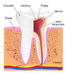 There are a number of amish reality tv shows that have introduced the concept of having a healthy set of teeth pulled out, even at a young age. Answering 5 Frequently Asked Questions About Teeth Laboratorios Kin