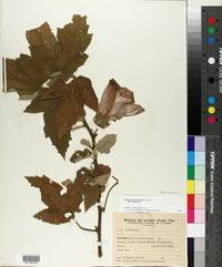 Image result for Hibiscus subreniformis