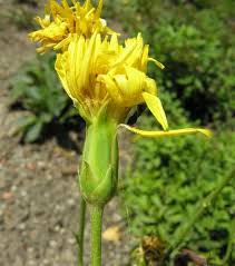 Image result for Pseudopodospermum hispanicum