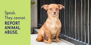 See more of bay area pet adoptions/spca on facebook. City Of Santa Clara Svaca Svaca