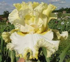 Comanche Acres Iris Gardens Gower Mo Material Girl Tall Bearded Iris Iris Garden Iris Flowers Orchid Bark
