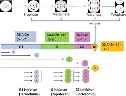 What are the three parts of interphase and how do they differ? Cell Growth Measurement Intechopen