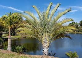 Image result for Dypsis decaryi