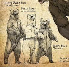 Natural History Museum Signage Part I On Risd Portfolios Short Faced Bear Extinct Animals Bear Art