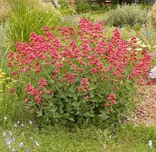 Image result for Centranthus