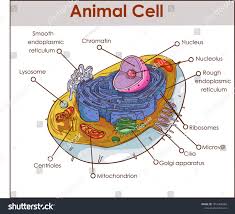 Color each part of the cell its designated color. Animal Cell Otaku Wallpaper
