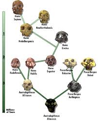 That Science Guy Chart Of The Evolution Of Man Homo Man
