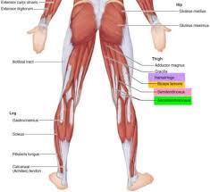 Check spelling or type a new query. 7 Deadlift Muscles Worked That Will Change Your Body And Life