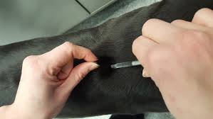 Giving your dog a shot at a glance. How To Avoid Common Insulin Therapy Errors