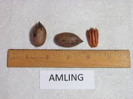 Pecan trees are notorious for alternate bearing. Pecan Tree Guide Rock Bridges Trees