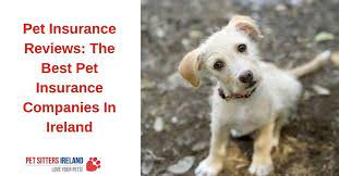 With a pet insurance plan, you don't have to worry as much about budgeting for the unknown. The Best Pet Insurance Companies In Ireland Reviews Ratings Pet Sitters Ireland Pet Sitter Dog Walker Cat Sitter Dog Minder