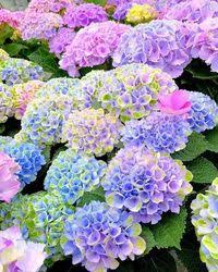 Lisa Marie Sisson (wezee99)