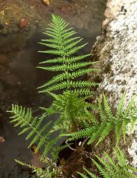 Image result for Pityrogramma