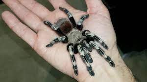 As of may 2020 it contains five species, found in paraguay and brazil: Handling My Nhandu Chromatus Girl Youtube