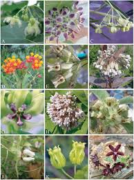 Image result for Asclepias buchwaldii