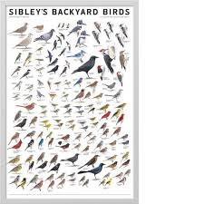 Birds Of Eastern North America Sibley S Backyard Birds Of Eastern North America Poster With Images Backyard Birds Sibley North America