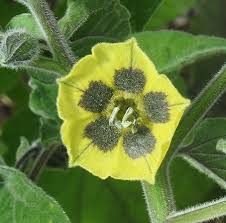 Image result for Physalis peruviana