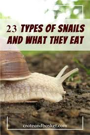 Snails feed on a variety of food found in their natural habitat. 23 Types Of Snails And What They Eat Crate And Basket
