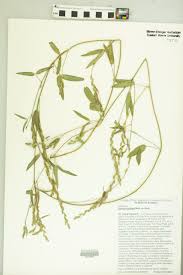 Image result for Zornia setosa