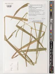 Image result for Urochloa eminii