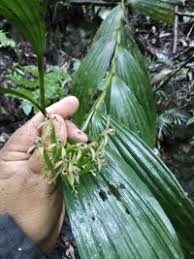 Image result for Corymborkis