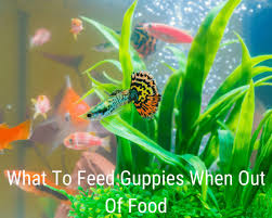 What you can feed when out of fish food! What To Feed Guppies When Out Of Food