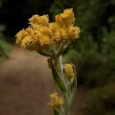 Image result for Helichrysum argyrosphaerum