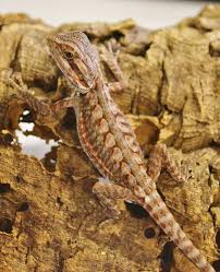 We did not find results for: Baby Red Translucent Leatherback Bearded Dragons For Sale
