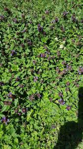 To grow annual wild flowers in your lawn, use a spade to lift an area of turf in spring time. Plant Id Forum Small Purple Flowers Found In Grass Garden Org