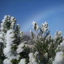 Check spelling or type a new query. Instituto Chico Mendes De Conservacao Da Biodiversidade Parque Nacional Do Itatiaia Registra Queda De Neve