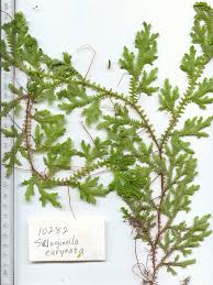 Image result for Selaginella auquieri