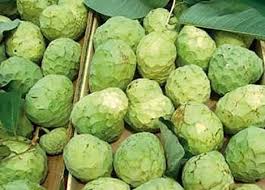 Image result for Annona cherimola