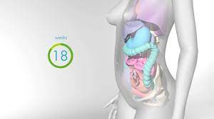 How Your Body Changes During Pregnancy Video Babycenter