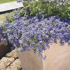 Image result for Sutera debilis