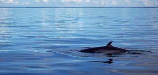 Taxonomists further categorize the common minke whale into two or three subspecies; Wiretapping Minke Whales Hakai Magazine
