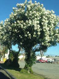 Pin By Heidi Johnson On Low Water Garden Boxes White Oleander Shrubs