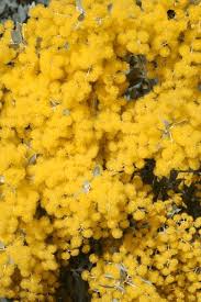 Image result for Acacia brevispica