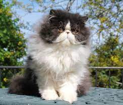 10 Fancy Facts About Persian Cats Persian Cat White Persian Kittens Persian Cat
