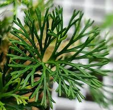 Image result for Elaphoglossum chevalieri