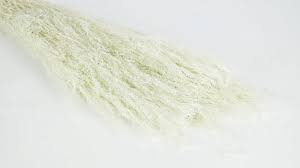 Image result for Agrostis products
