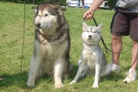 Pin By Linda Mccormick On Alaskan Malamutes Alaskan Malamute Siberian Husky Shiba Inu Dog