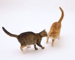 Check spelling or type a new query. Are Cats Still Sexually Active After Spay And Neutering