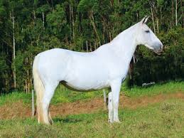 LOTE 28 | FUMAÇA SA (LEILÃO VIRTUAL OPORTUNIDADES DE OURO) - Canal Business